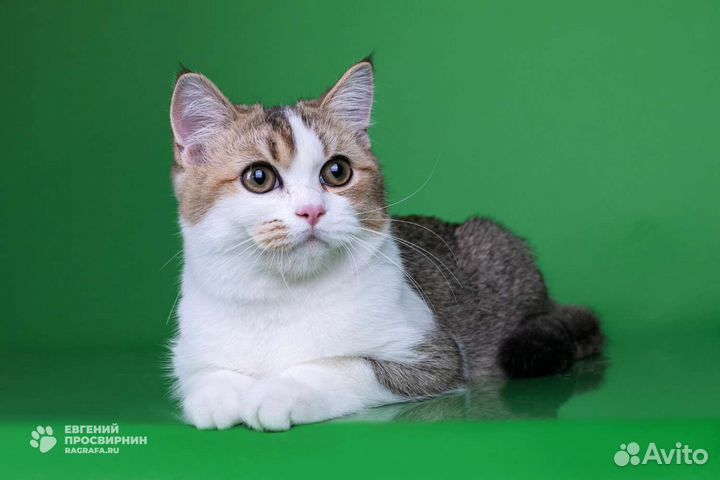 Шотландские прямоухие котята