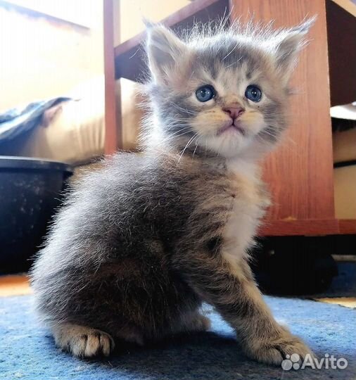 Котята Мейн кун
