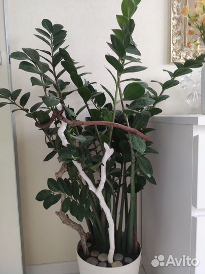 Замиокулькас взрослый 110см