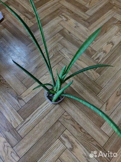 Комнатные растения цветы