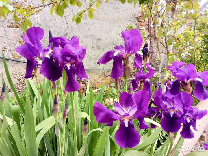 Ирис фиолетовый