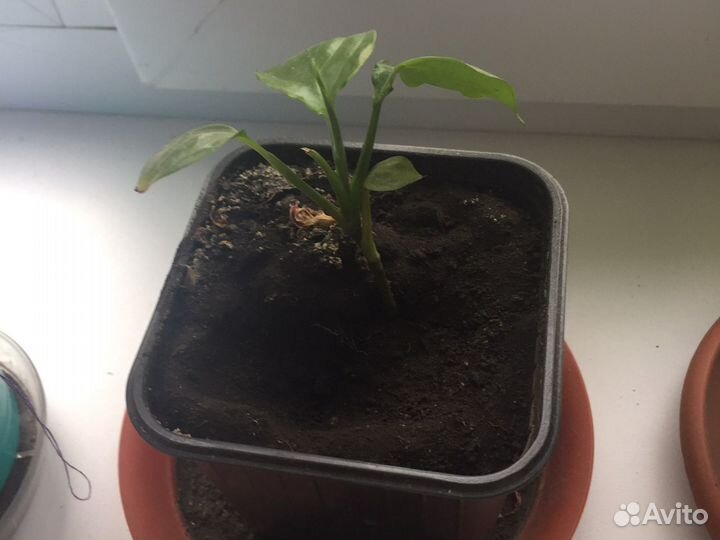 Спатифиллум