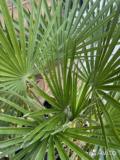 Пальма веерная