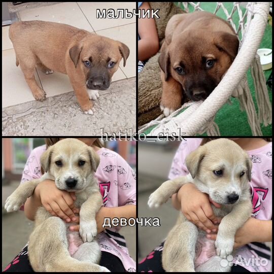 Щенки. Бесплатно