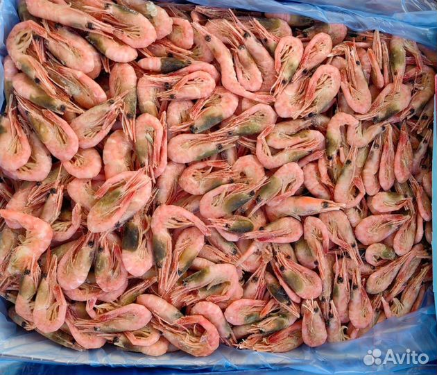 Креветка северная 250+