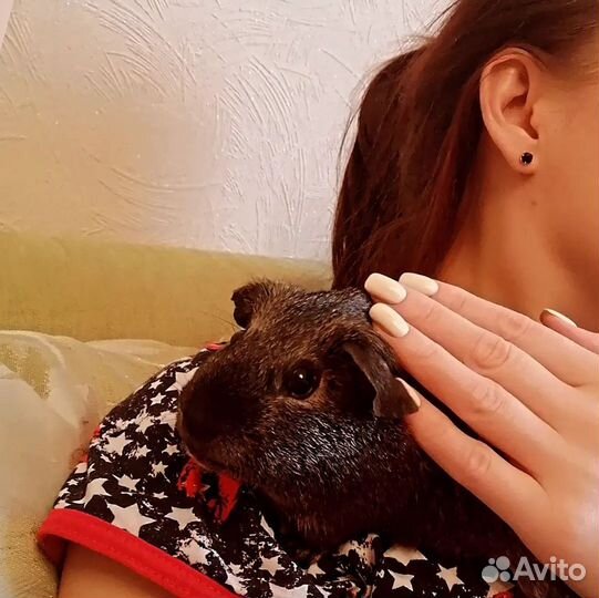 Морские свинки