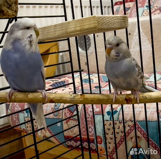 Выставочный попугай Чех