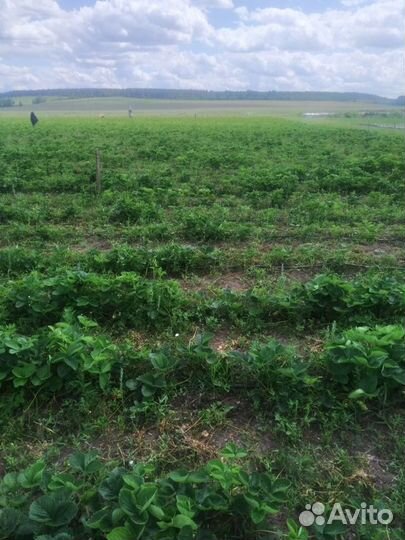 Клубника Самарская