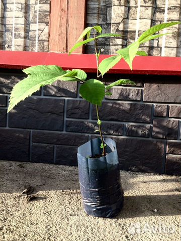 Маньчжурский орех (саженцы) крупноплодный