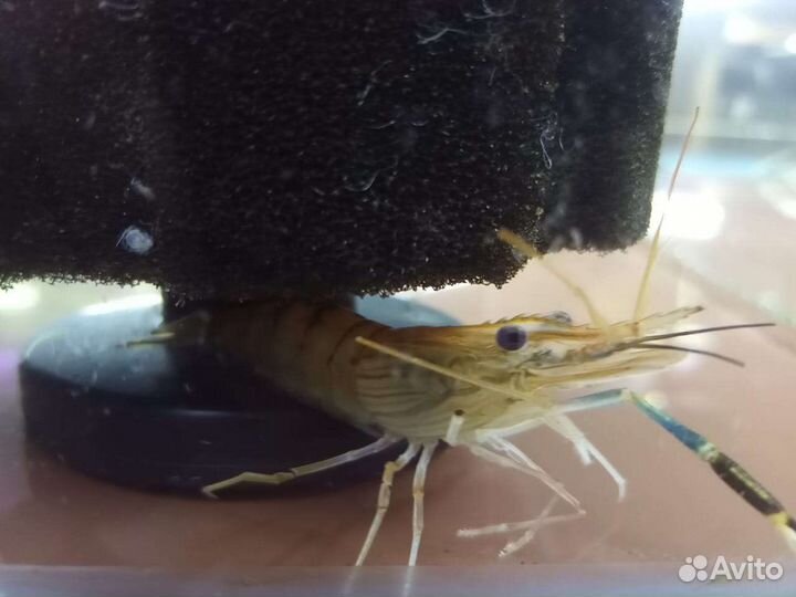 Аквариумные раки в ассортименте магазин Беляево