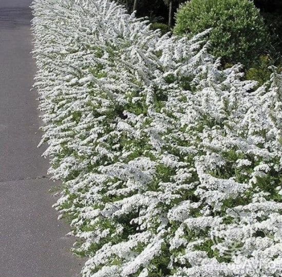 Спирея Серая