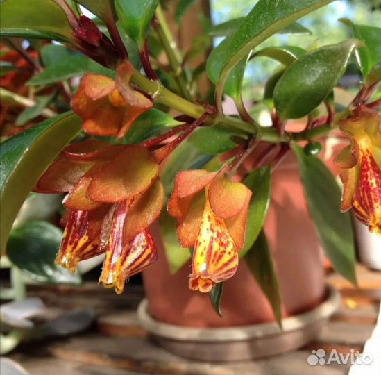 Комнатные растения