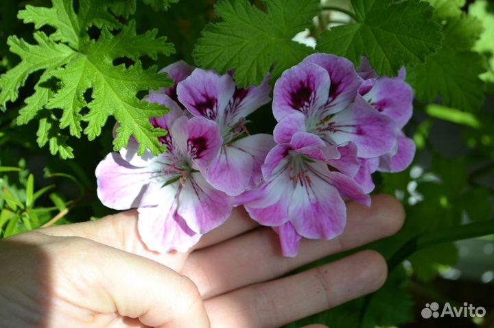 Душистые пеларгонии