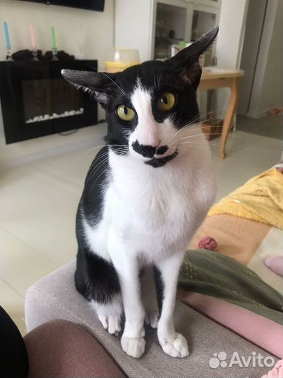 Ориентальная