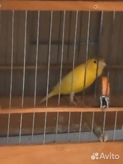 Доброго дня всем Продоется молодой кенар