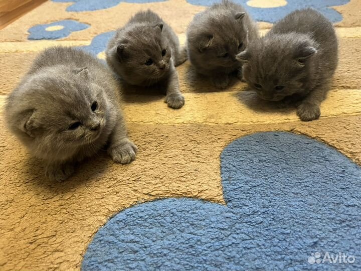 Британские котята