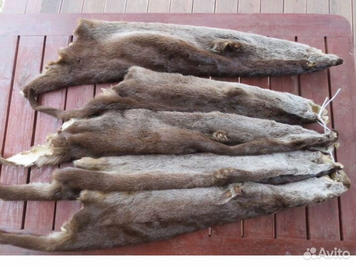 Шкура выдра
