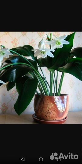 Комнатные цветы и их отростки