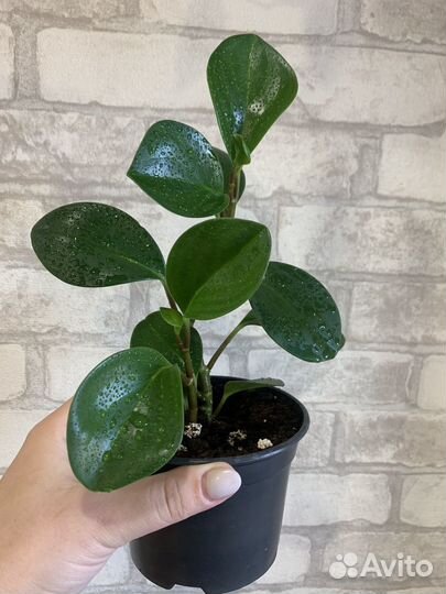 Пеперомия туполистная