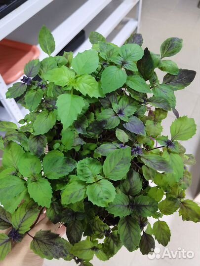 Микрозелень