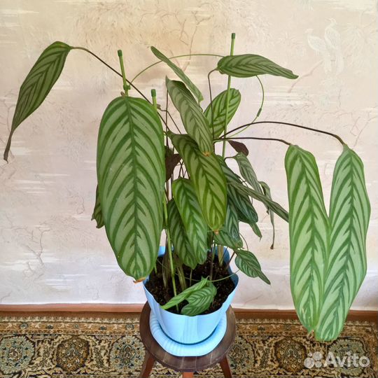 Калатея (Calathea) и Диффенбахия (Dieffenbachia)