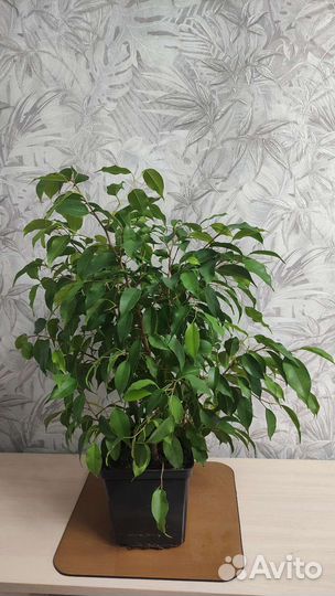 Фикус бенджамина