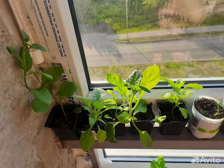 Рассада петунии