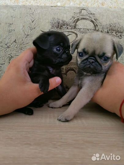 Щенки мопса