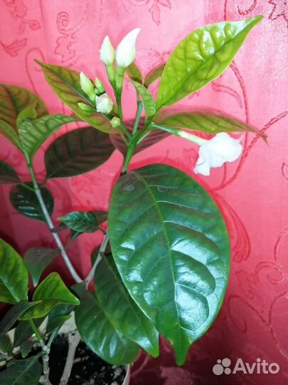 Табернемонтана