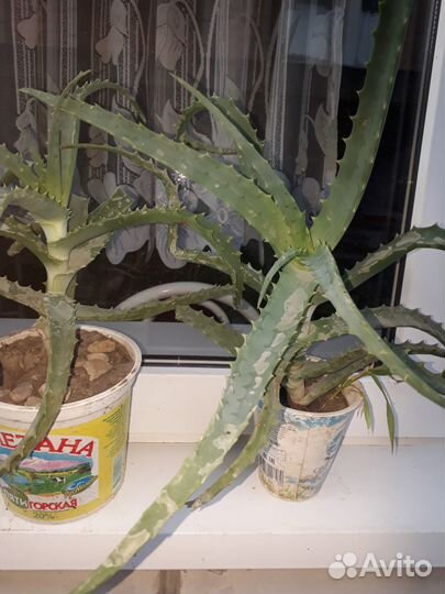 Цветок Алоэ вера и алоэ