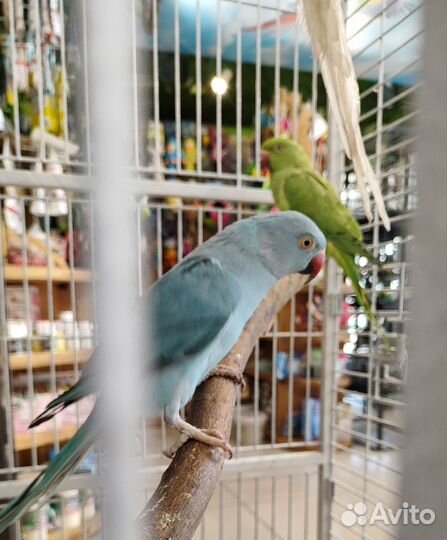 Ожереловый попугай