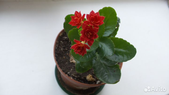 Каланхое Блоссфельда