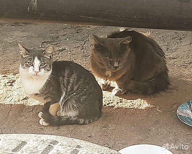 Котенок мейн-кун на улице