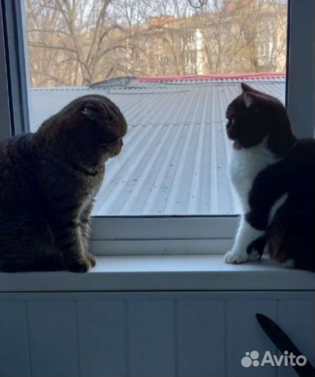 Британские котята