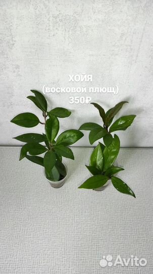 Хойя (восковой плющ)