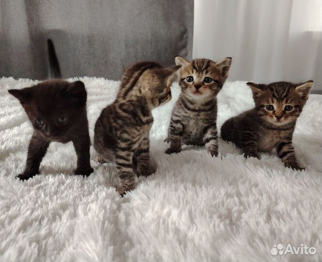 Котята в добрые руки бесплатно