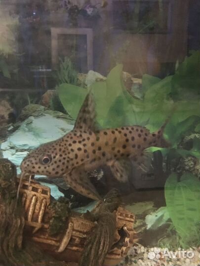 Аквариум с рыбками