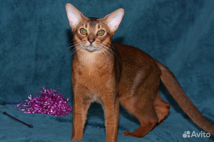 Абиссинский котик