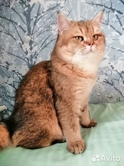 Шотландский кот на вязку