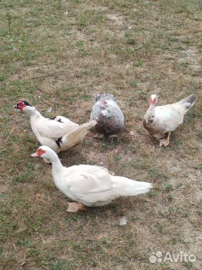 Мускусные утки