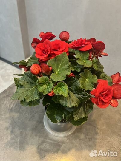 Бегония комнатные цветы