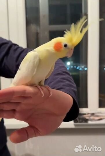 Попугаи Корелла