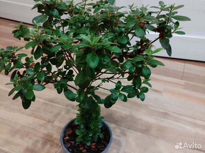 Азалия комнатная