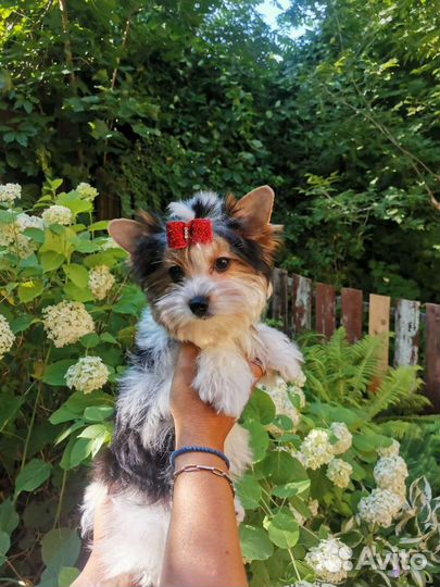 Стандартная девочка бивер РКФ