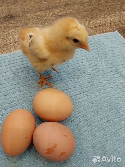 Инкубационное яйцо кур брама