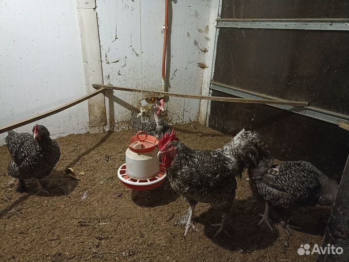 Цыплята. Куры. Петухи