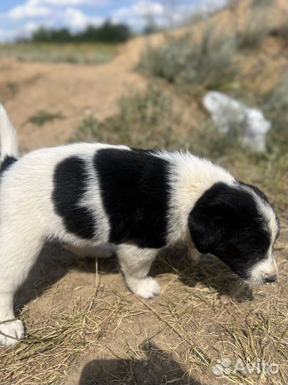 Собака в добрые руки отдам бесплатно