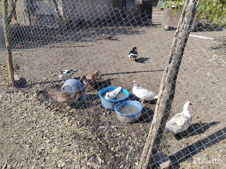Гуси, индоутки, поросята