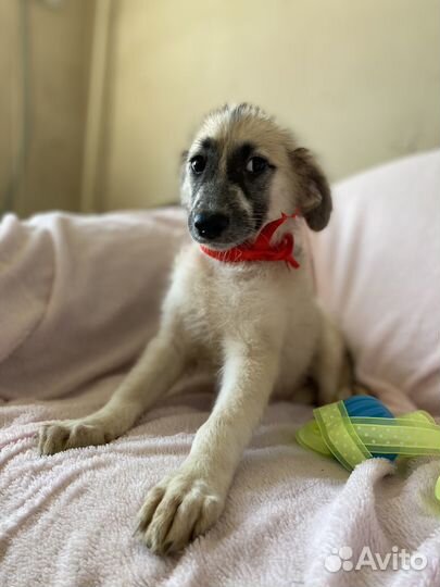 Отдам в добрые руки