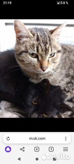 Котята 4 месяца